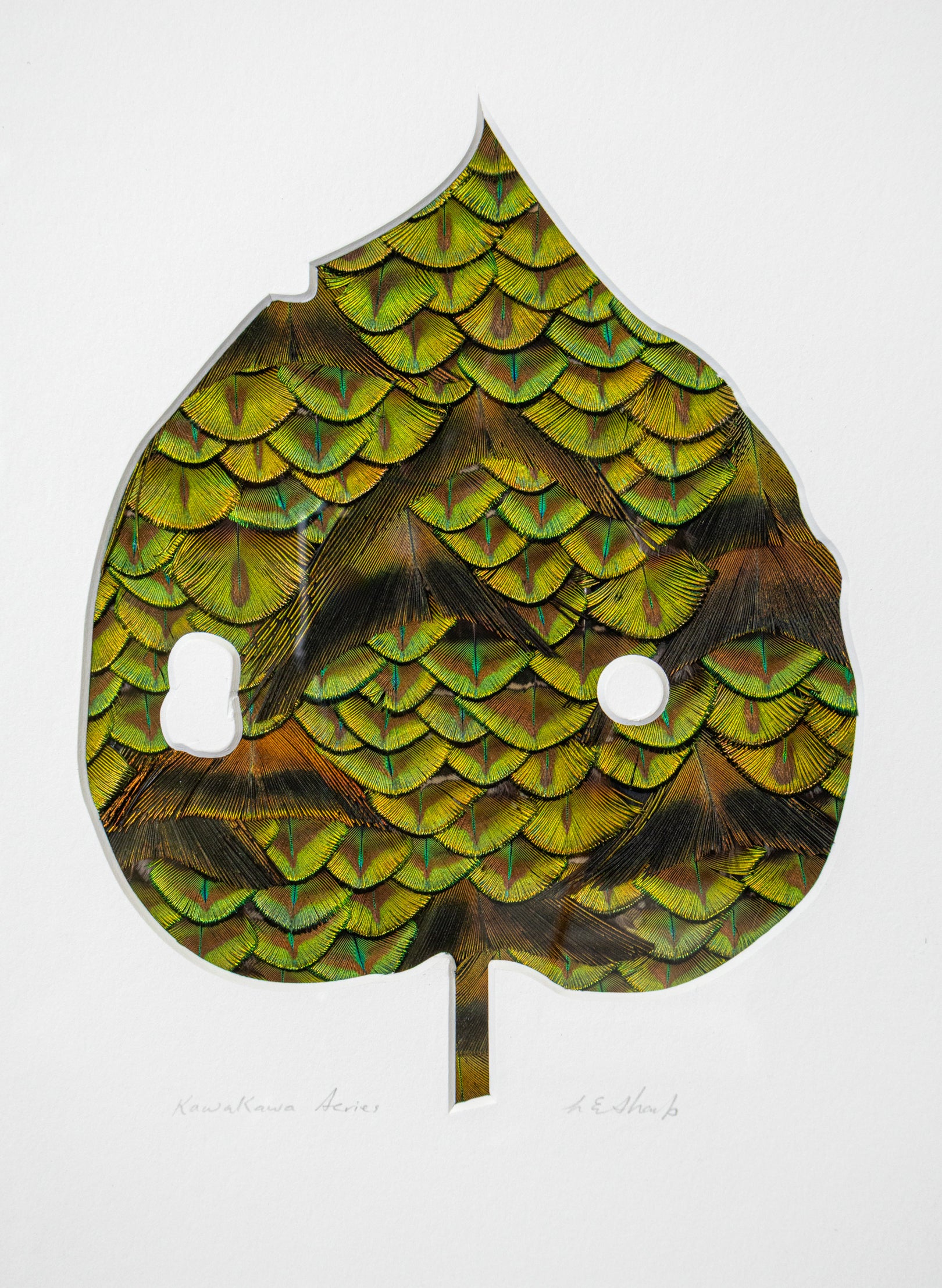 Kawakawa