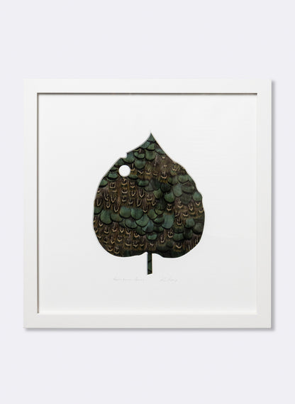 Kawakawa Series