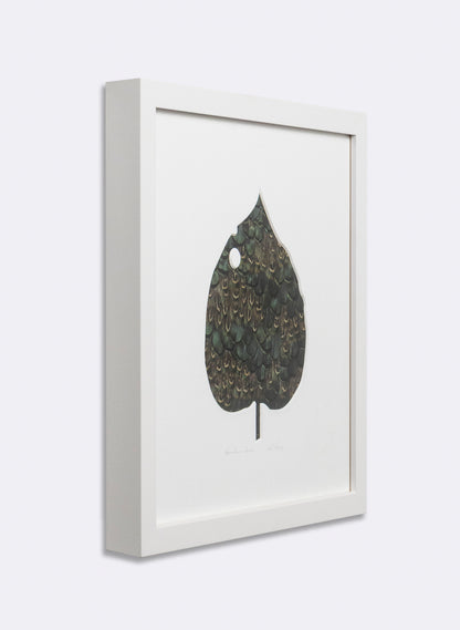 Kawakawa Series