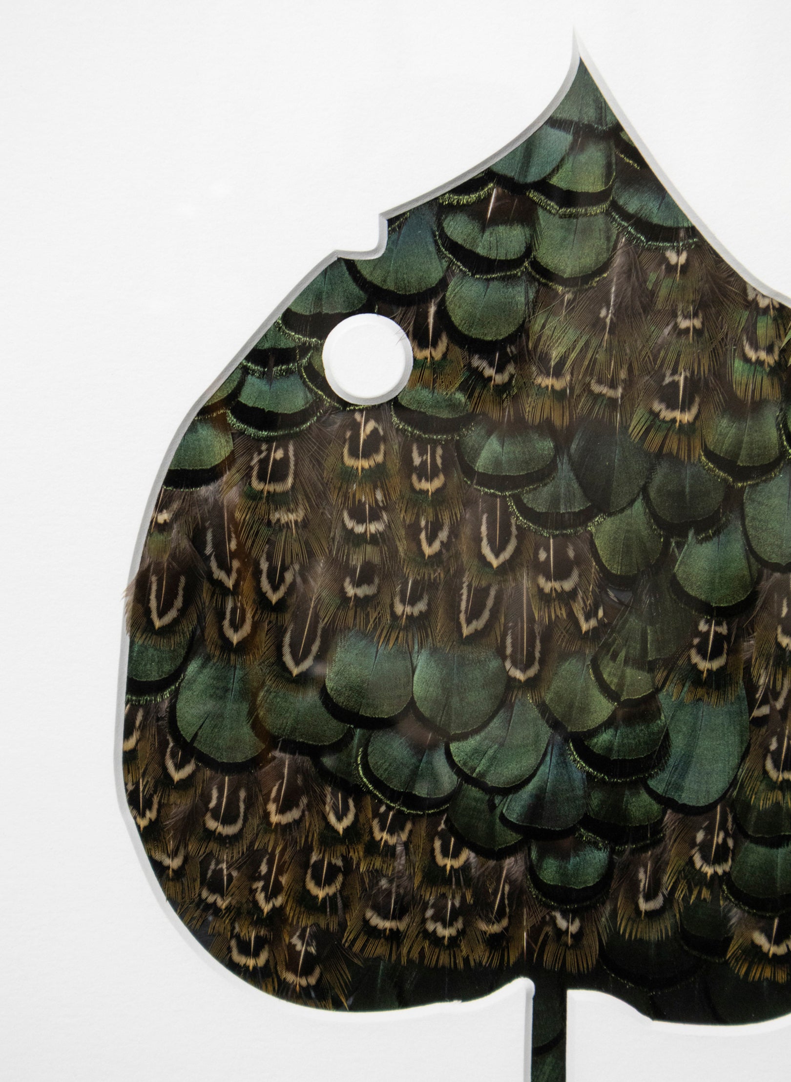 Kawakawa Series
