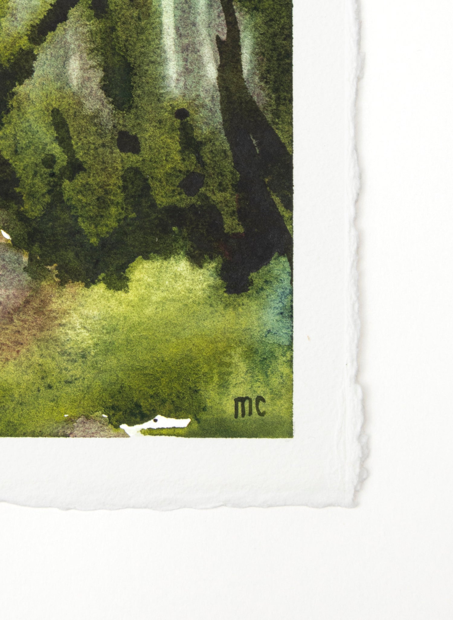 Ancient Beech Lake Mackenzie 