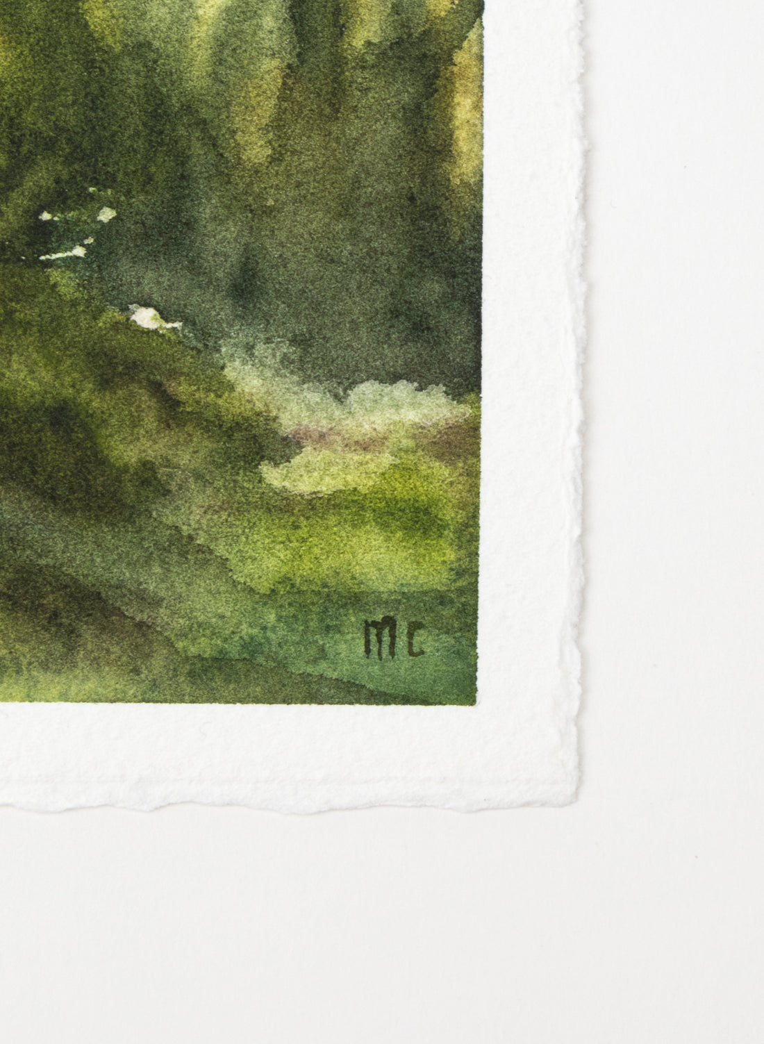 Ancient Beech Lake Mackenzie 