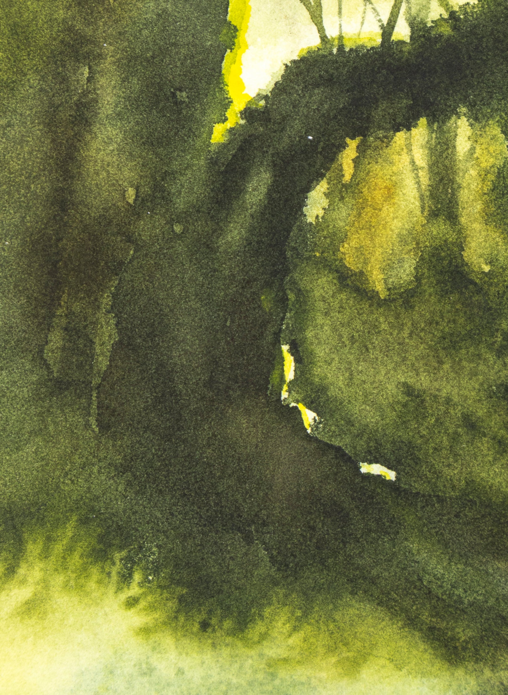 Ancient Beech Lake Mackenzie 