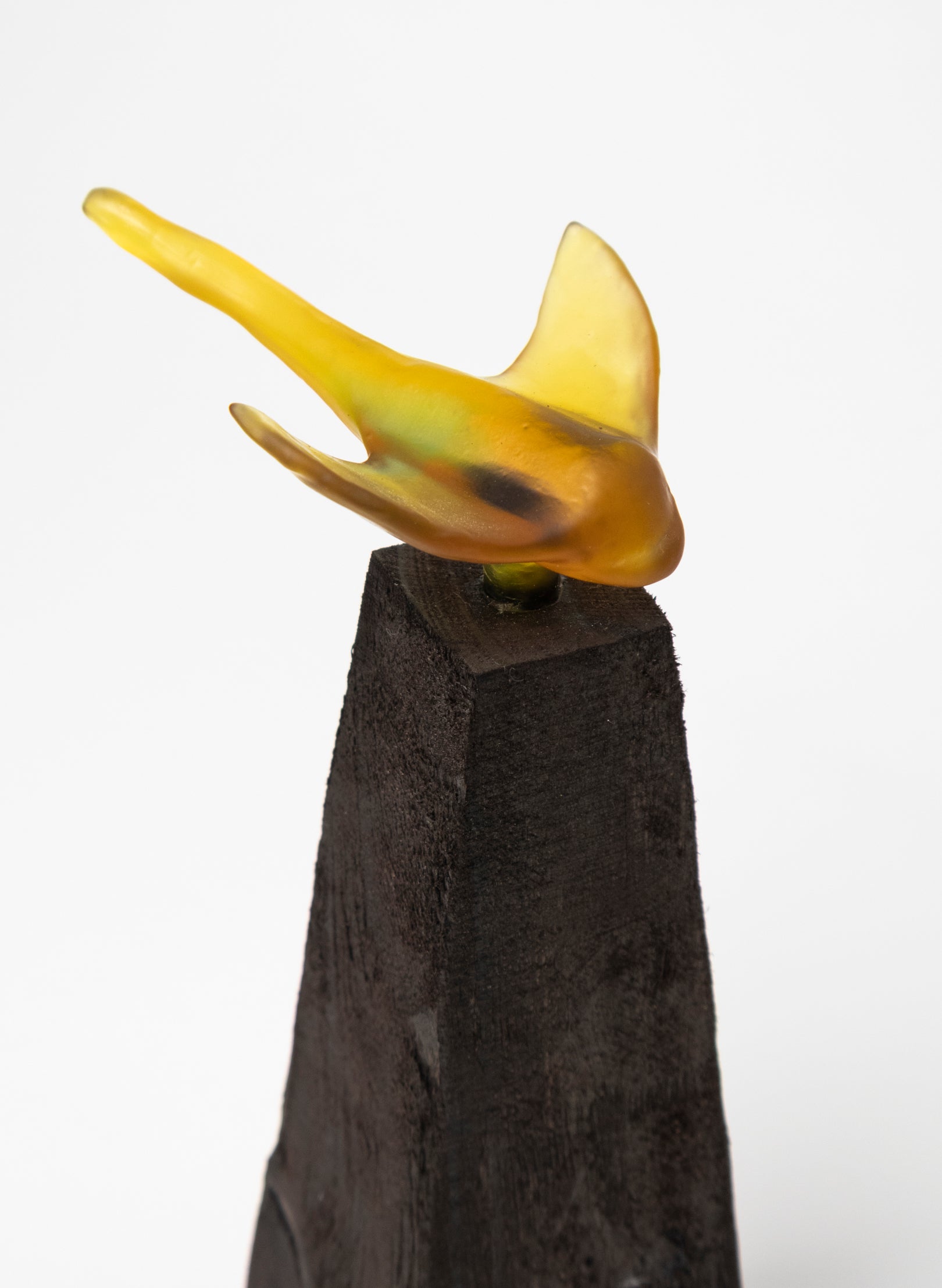 Glass Stingray on Wooden Plinth
