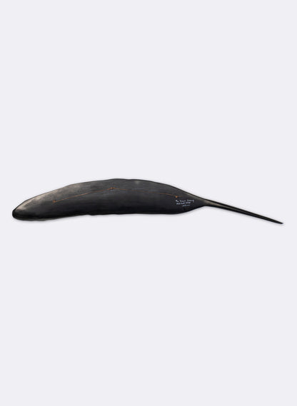 Tūī Feather Swamp Kauri 625mm