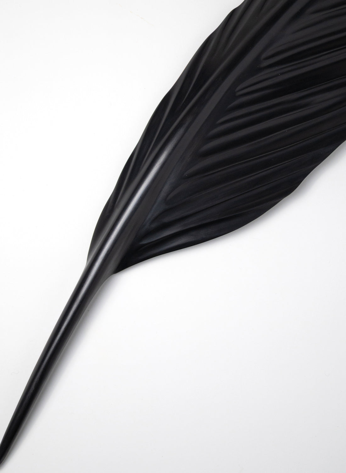 Tūī Feather Swamp Kauri 775mm