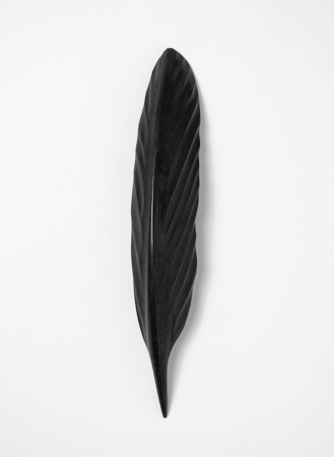 Tūī Swamp Kauri Feather 335mm