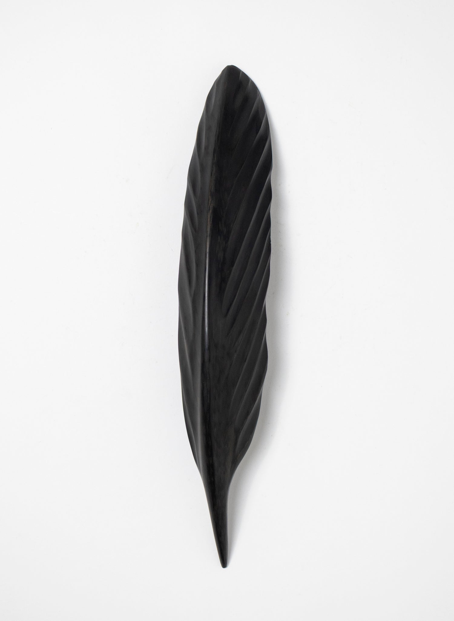 Tūī Swamp Kauri Feather 335mm