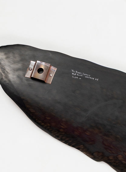 Tūī Swamp Kauri Feather 1.64m