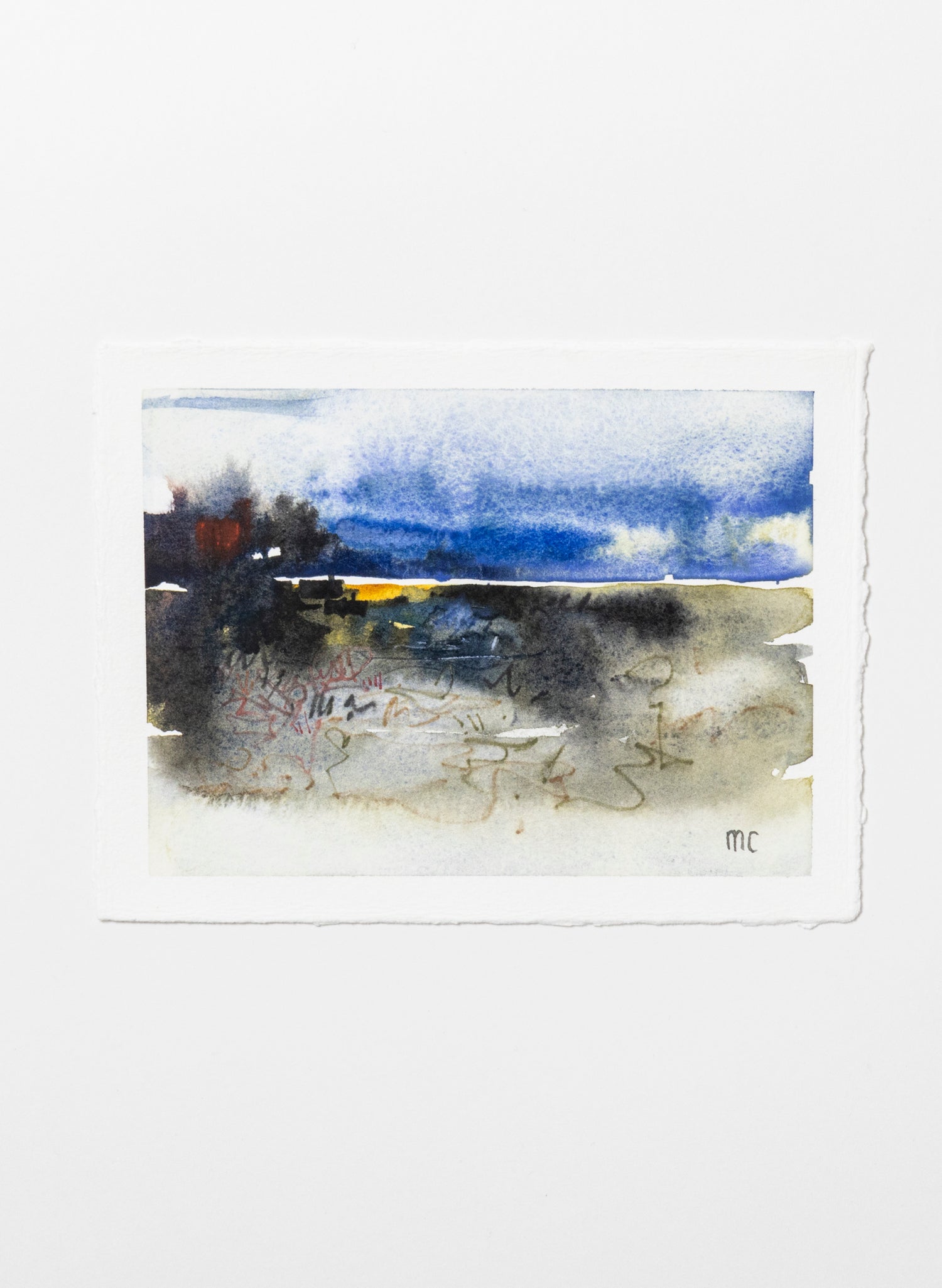 Mangrove Study 