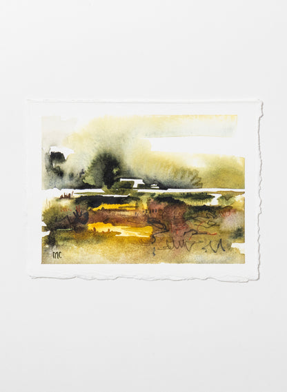 Mangrove Study 