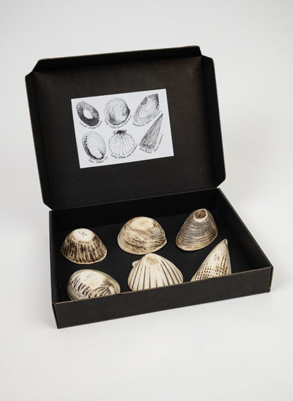 Boxed Set of 6 Shell Dipping Bowls - Black