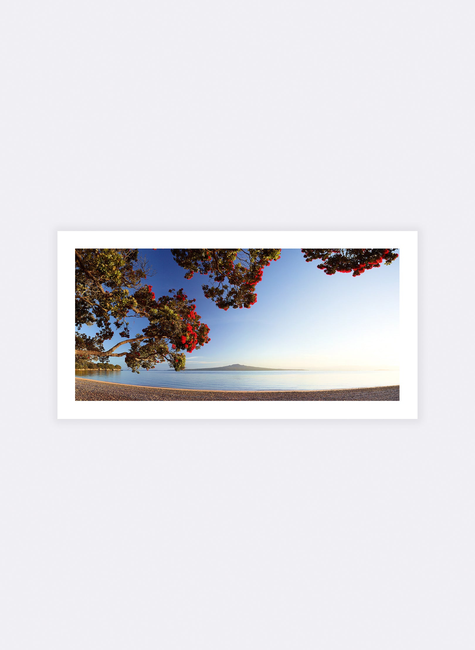 Morning Glory - Photographic Print