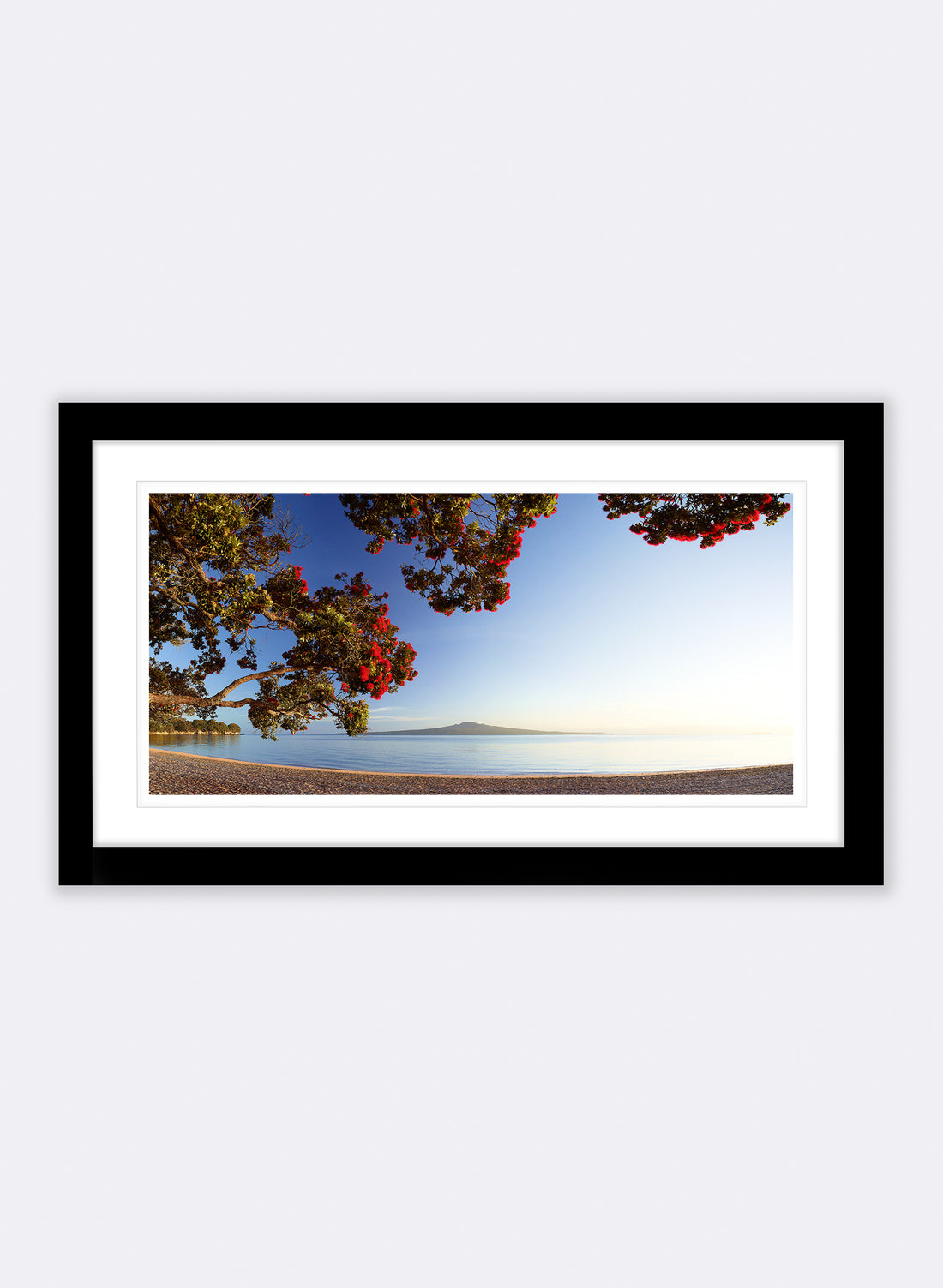 Morning Glory - Photographic Print