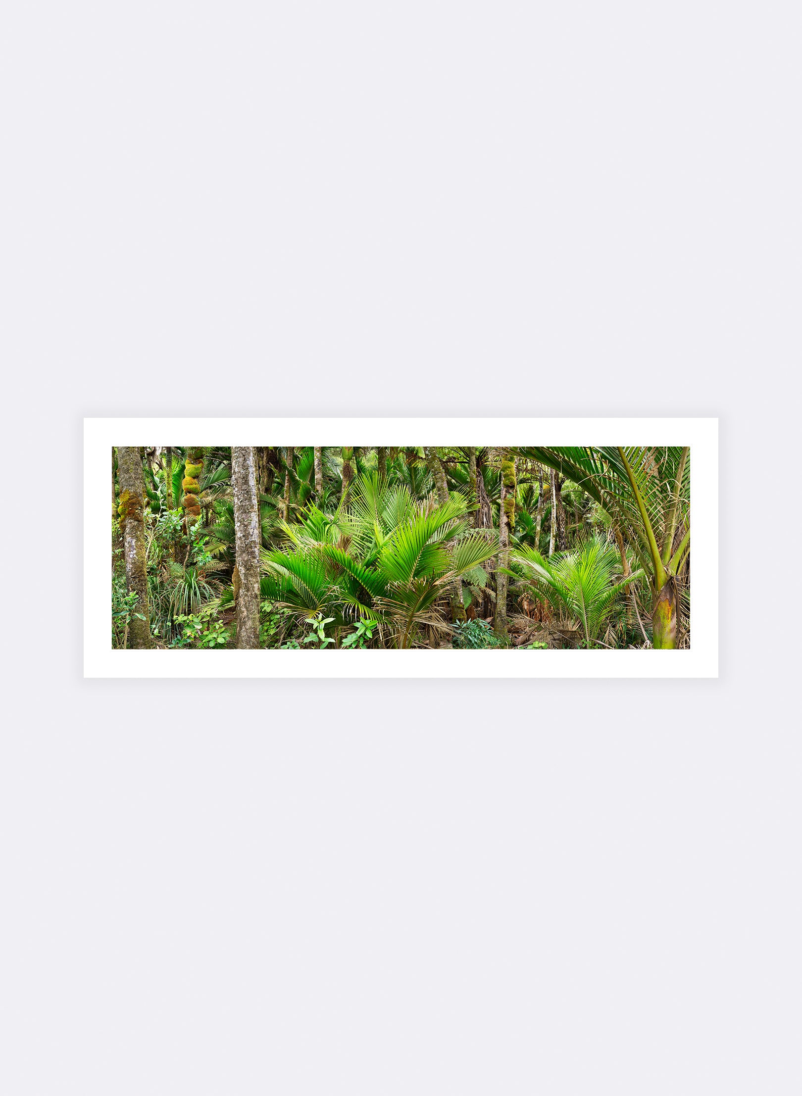Nikau Central - Photographic Print