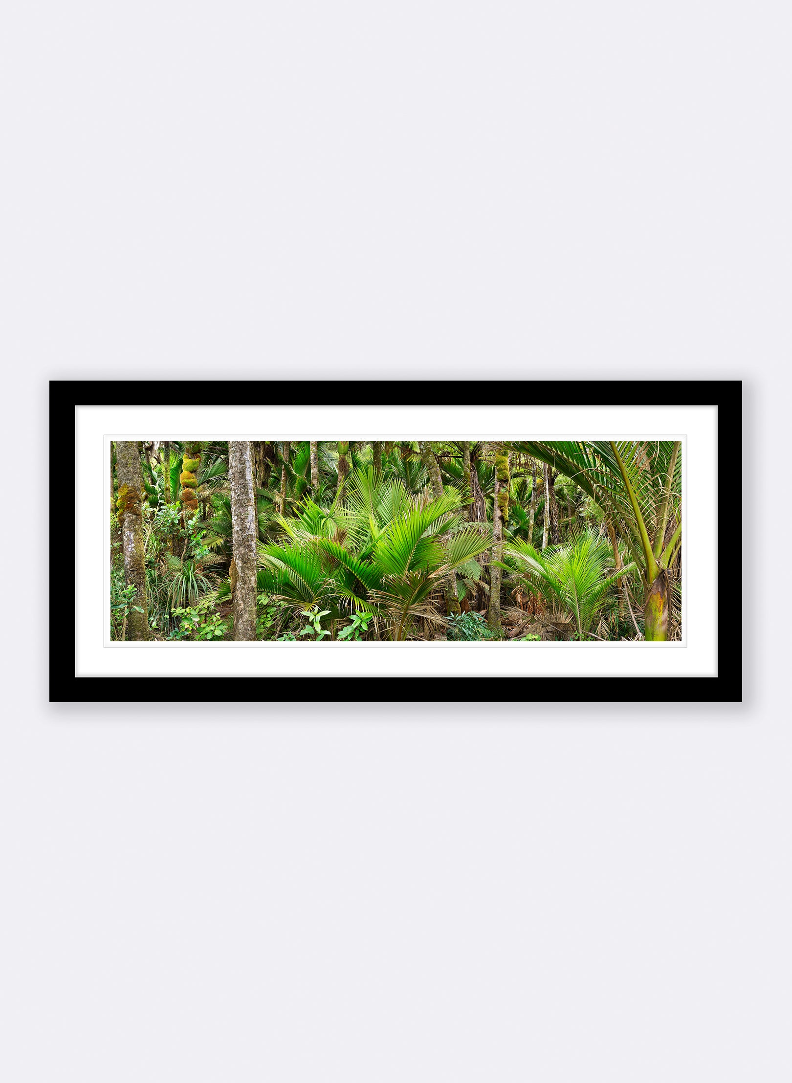 Nikau Central - Photographic Print