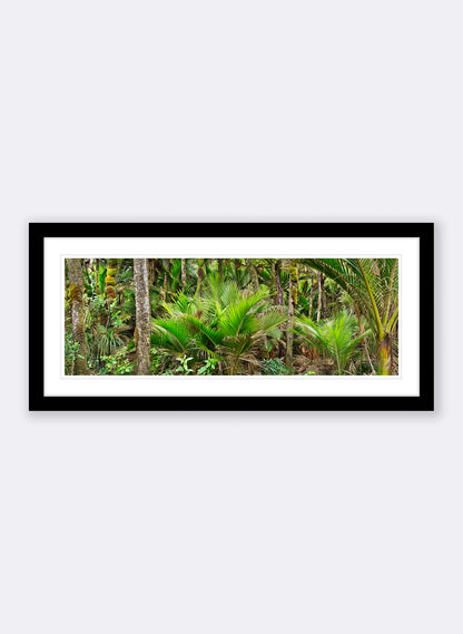 Nikau Central - Photographic Print