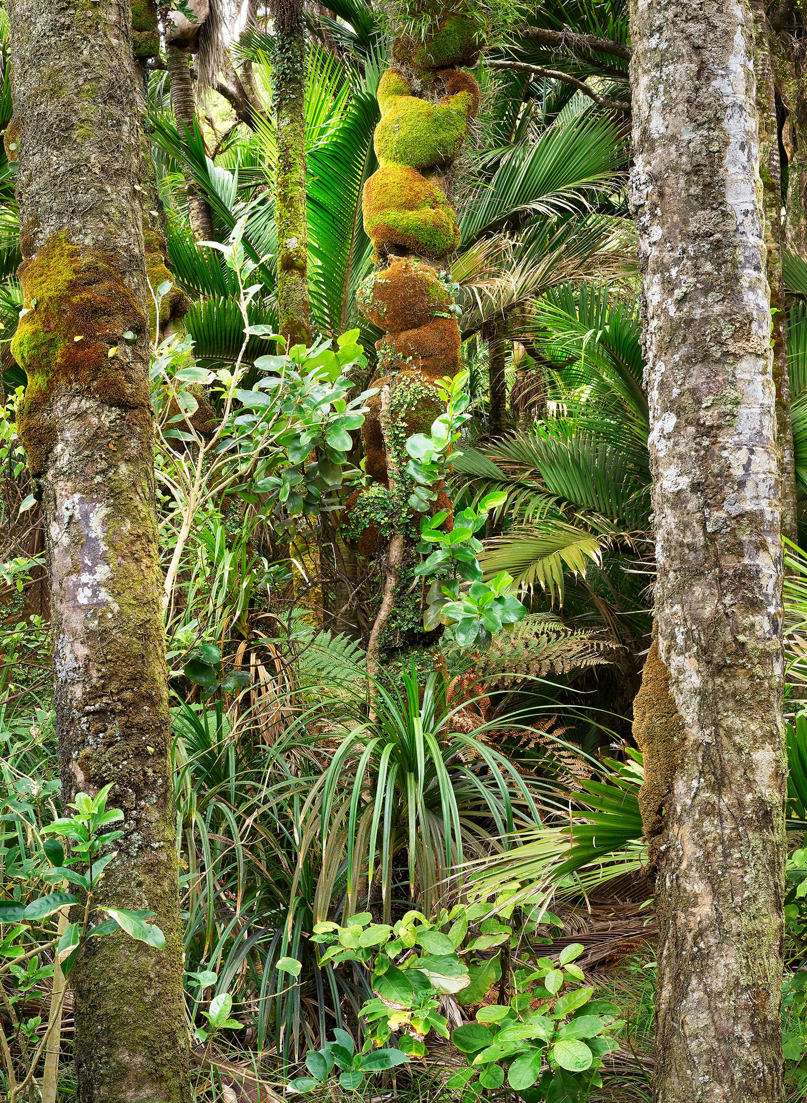 Nikau Central - Photographic Print