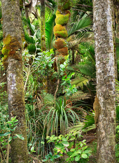 Nikau Central - Photographic Print