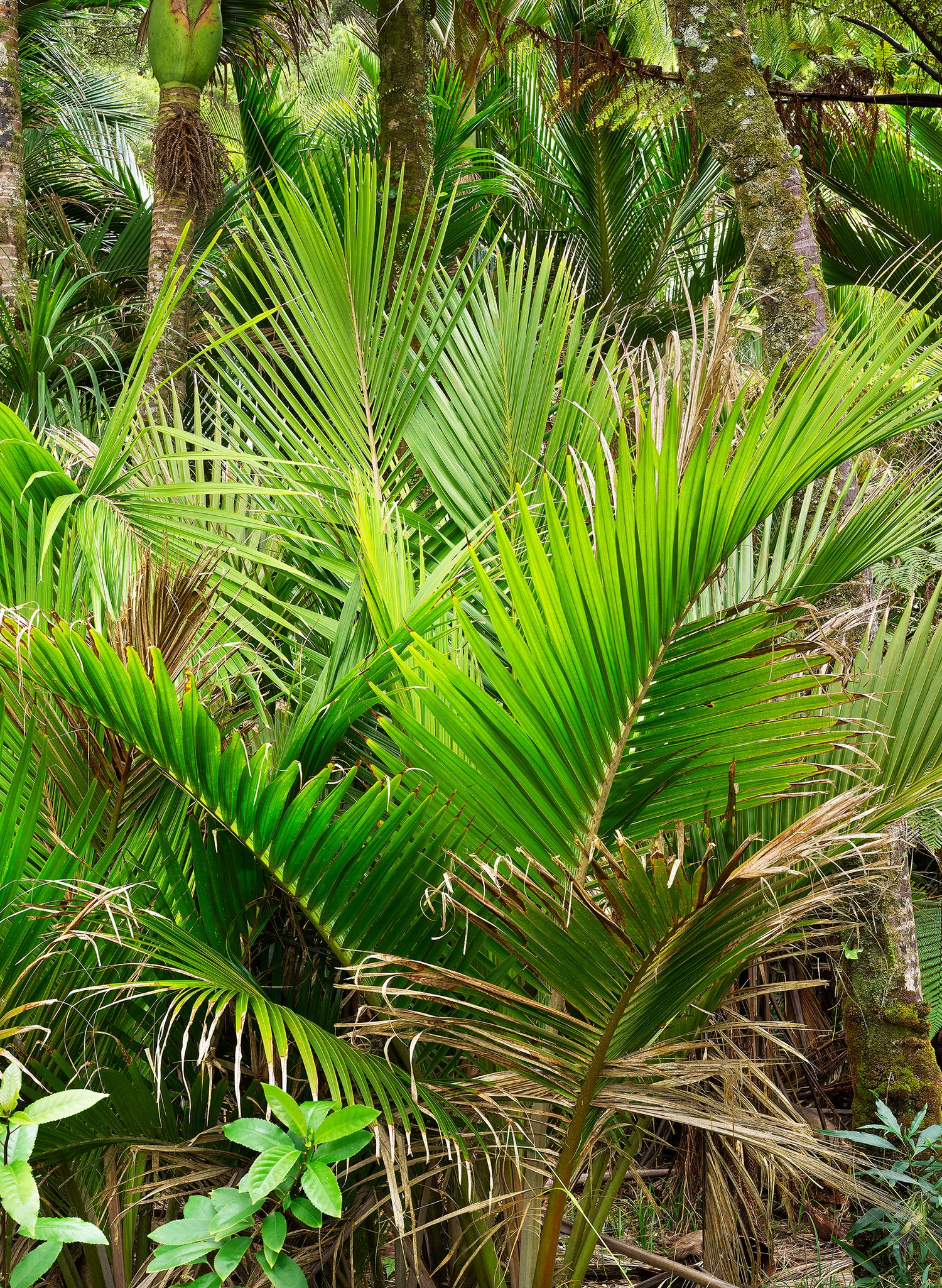 Nikau Central - Photographic Print