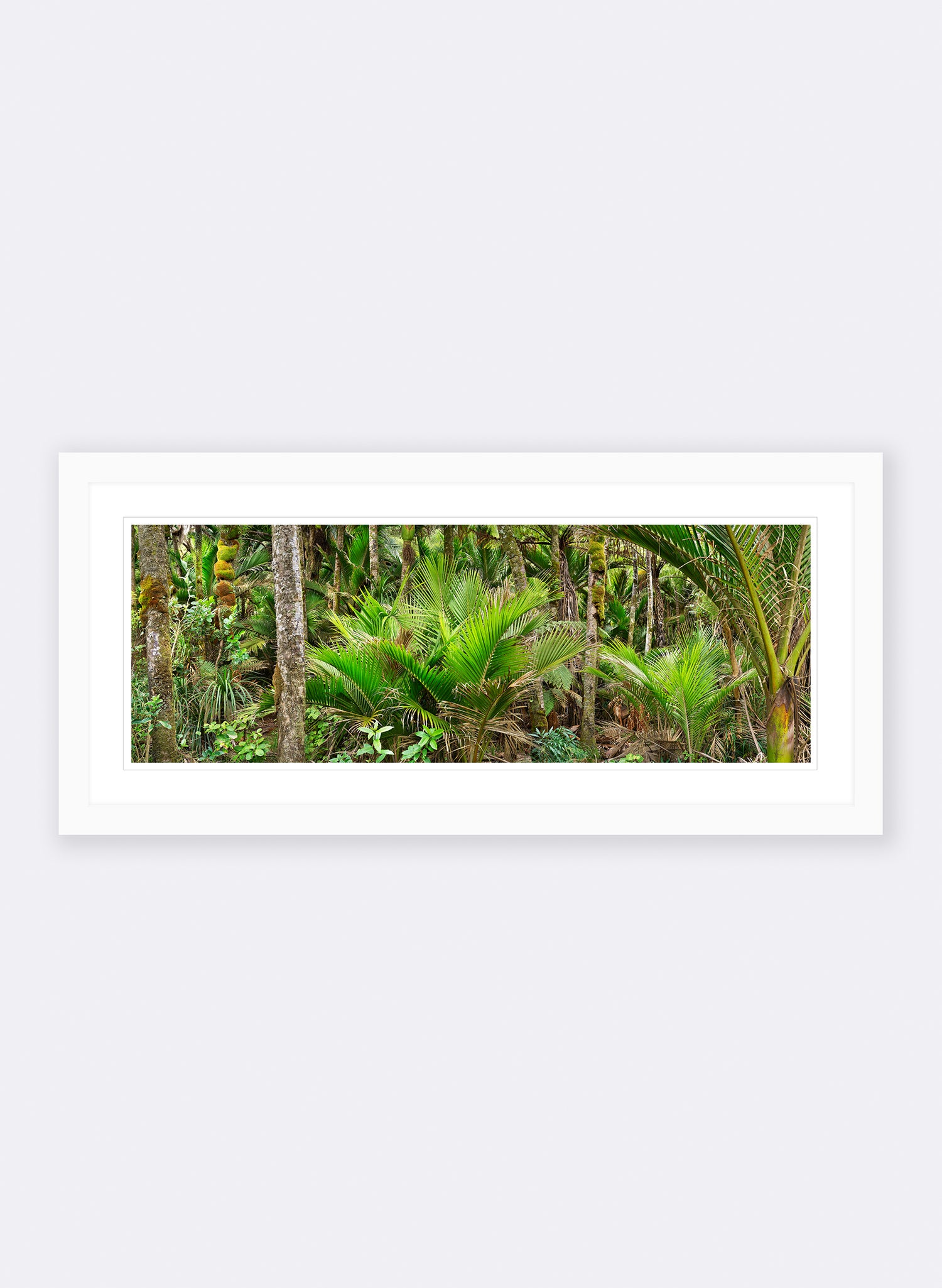 Nikau Central - Photographic Print