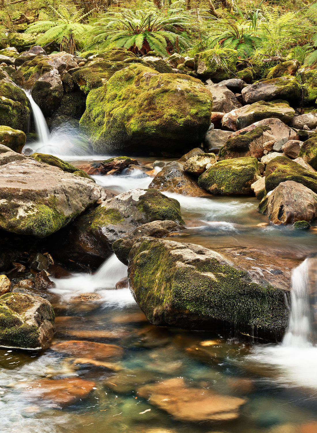 Poetry In Motion - Photographic Print