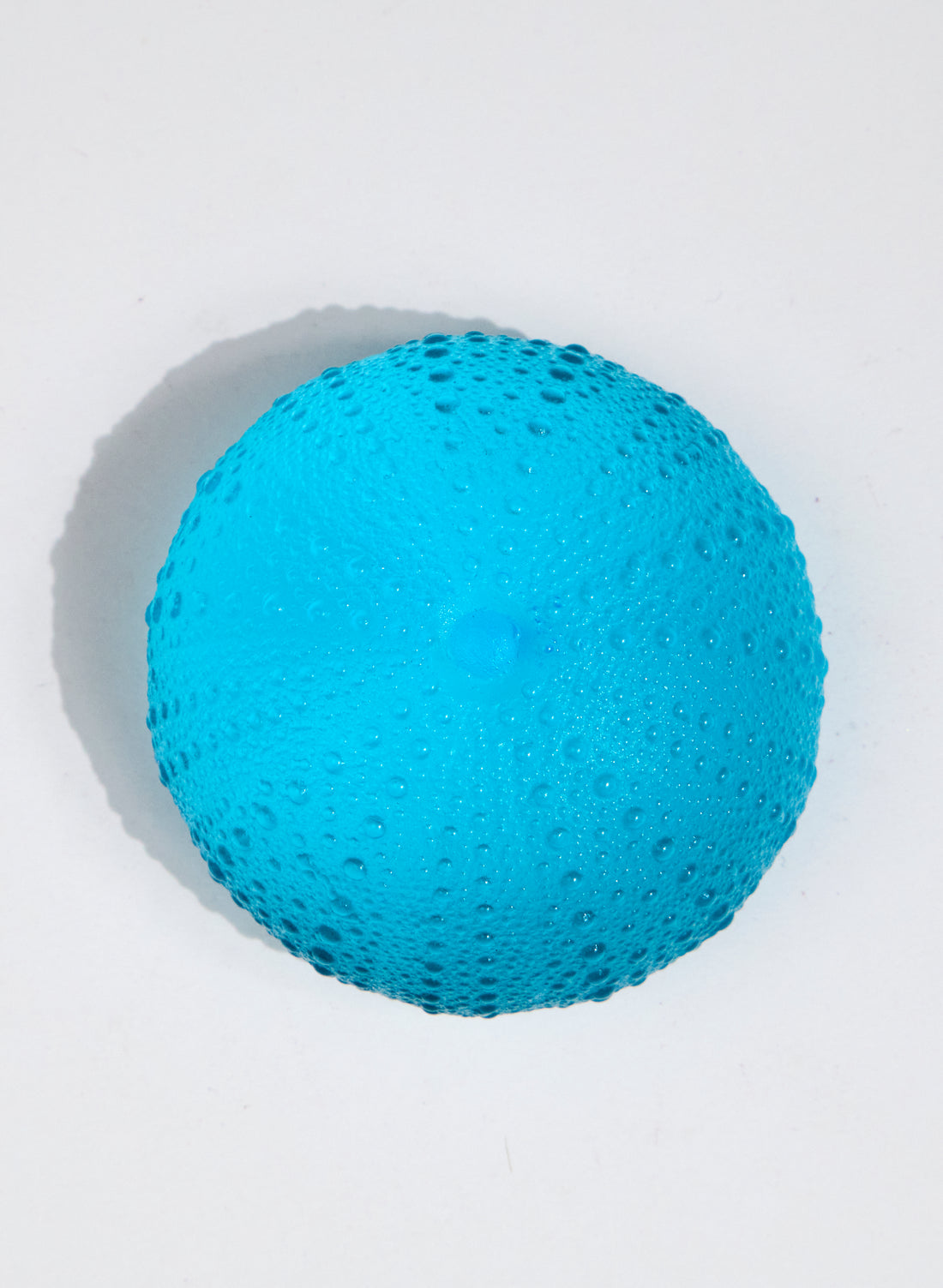 XXLarge Sea Urchin - Brilliant Copper