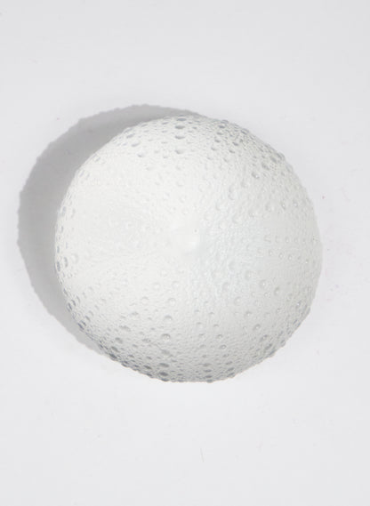 XLarge Sea Urchin - Clear