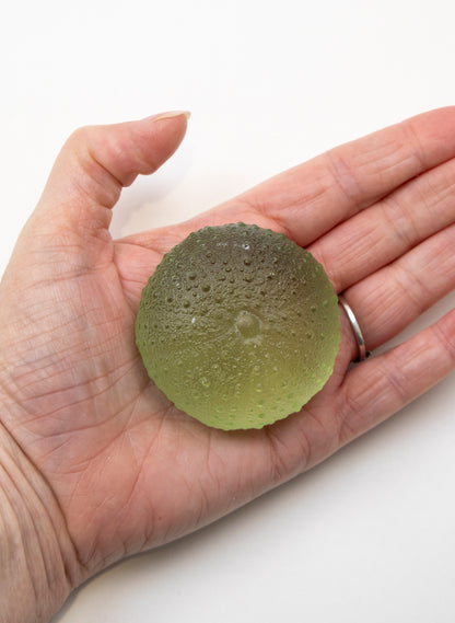Large Sea Urchin - Pale Olive