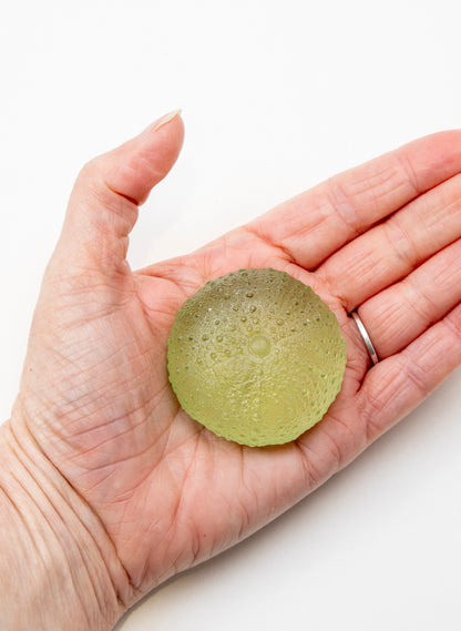Medium Sea Urchin - Pale Olive