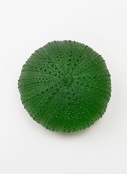 5XL Sea Urchin - Green