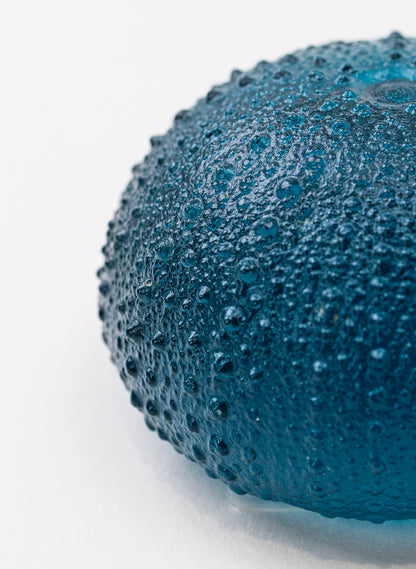 2XL Sea Urchin - Sea Blue