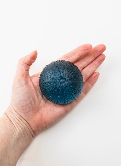 2XL Sea Urchin - Sea Blue