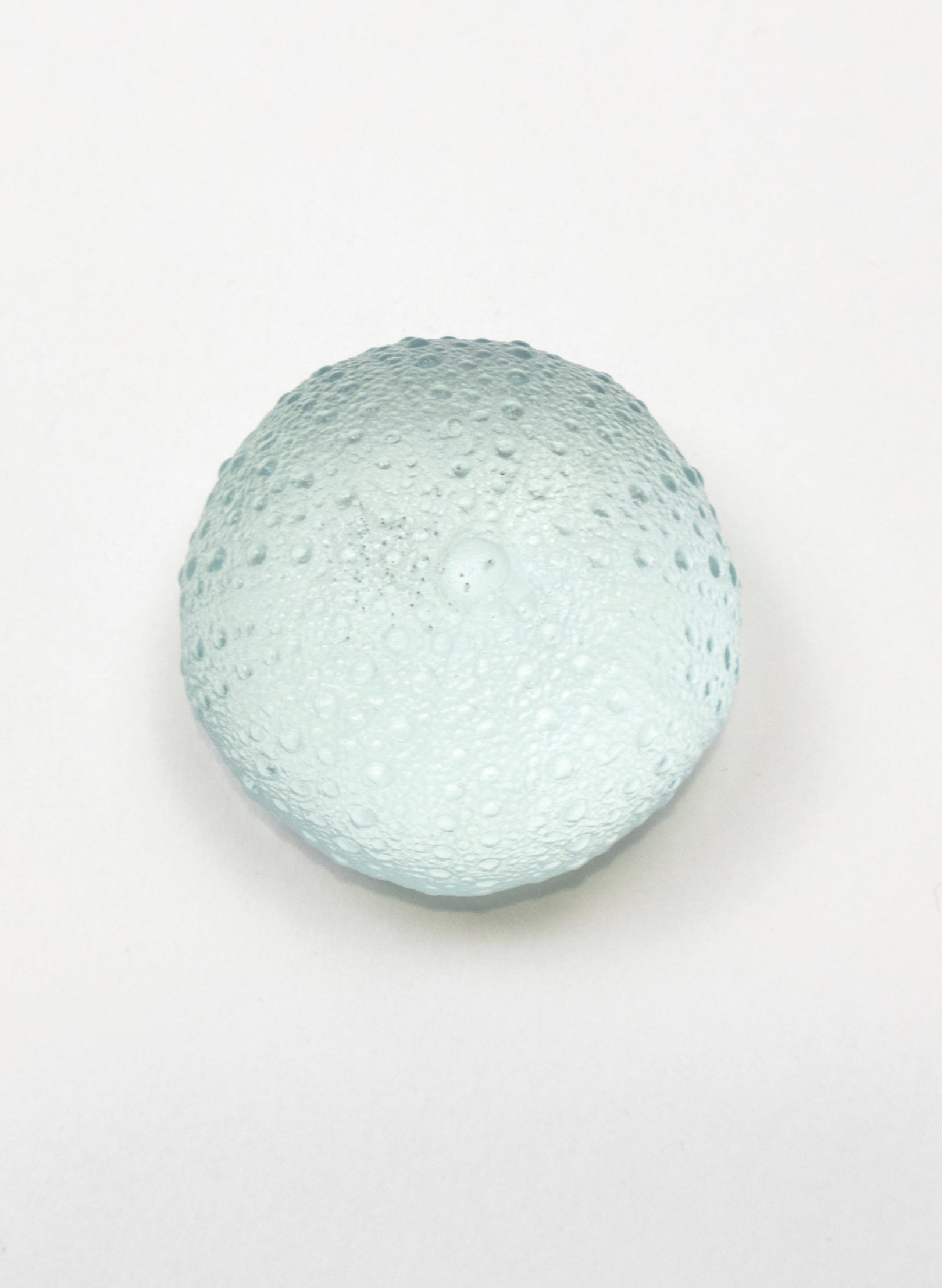 Large Sea Urchin - Pale Lagoon