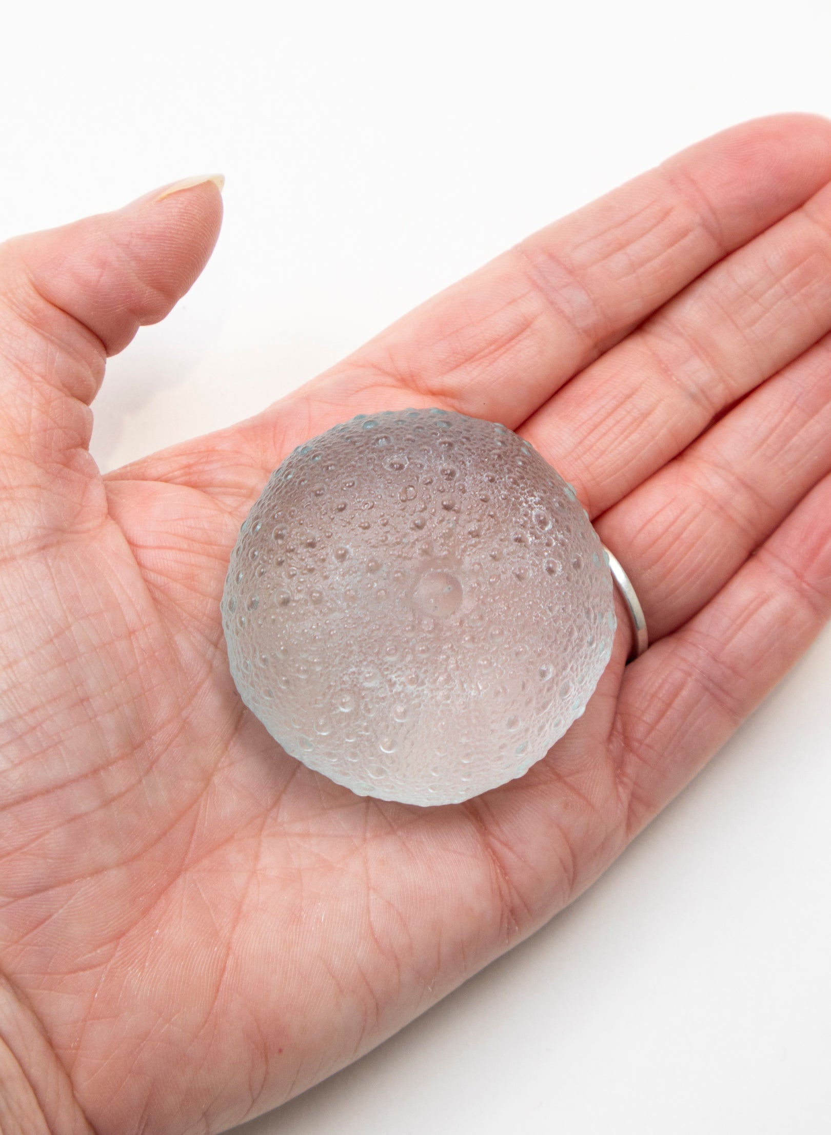 Large Sea Urchin - Pale Lagoon