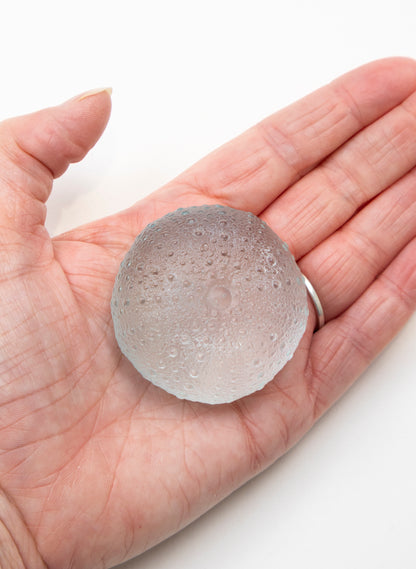 Large Sea Urchin - Pale Lagoon