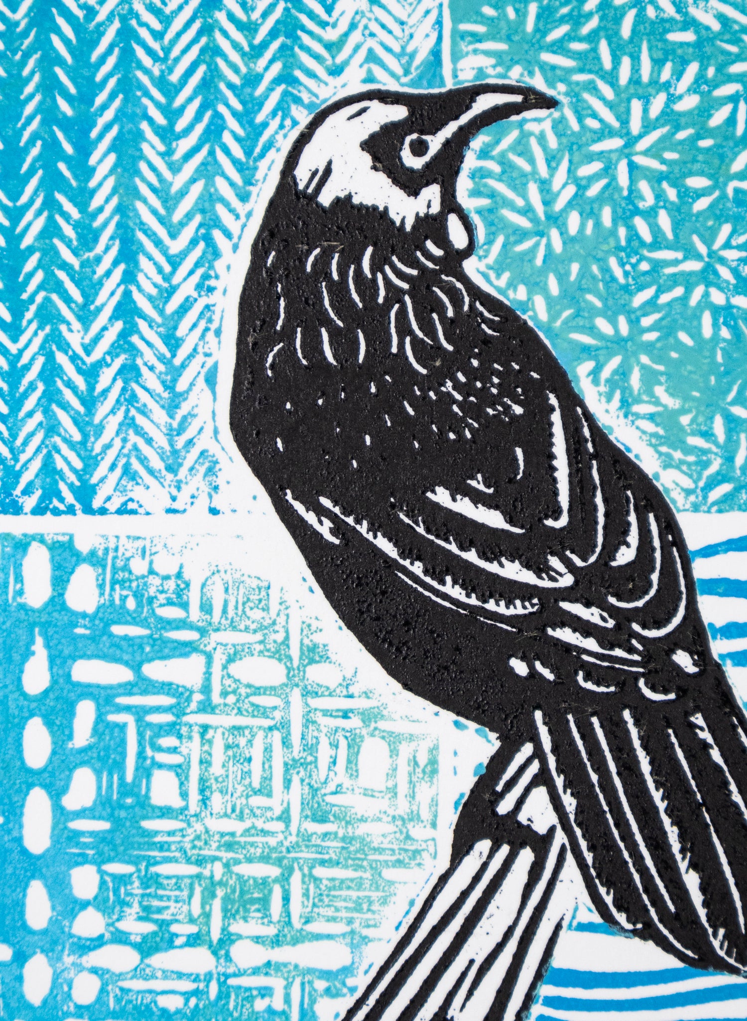 Tūī On Blue  3/11