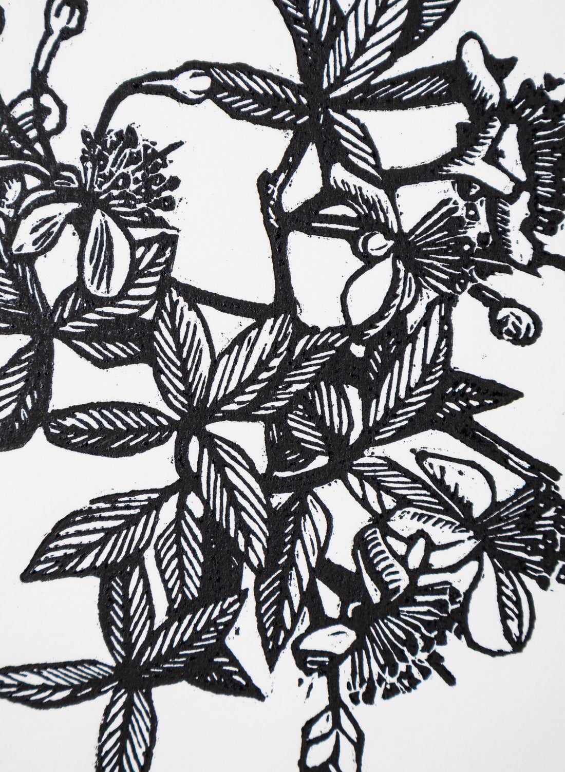 Feijoa -  Wood Cut Print