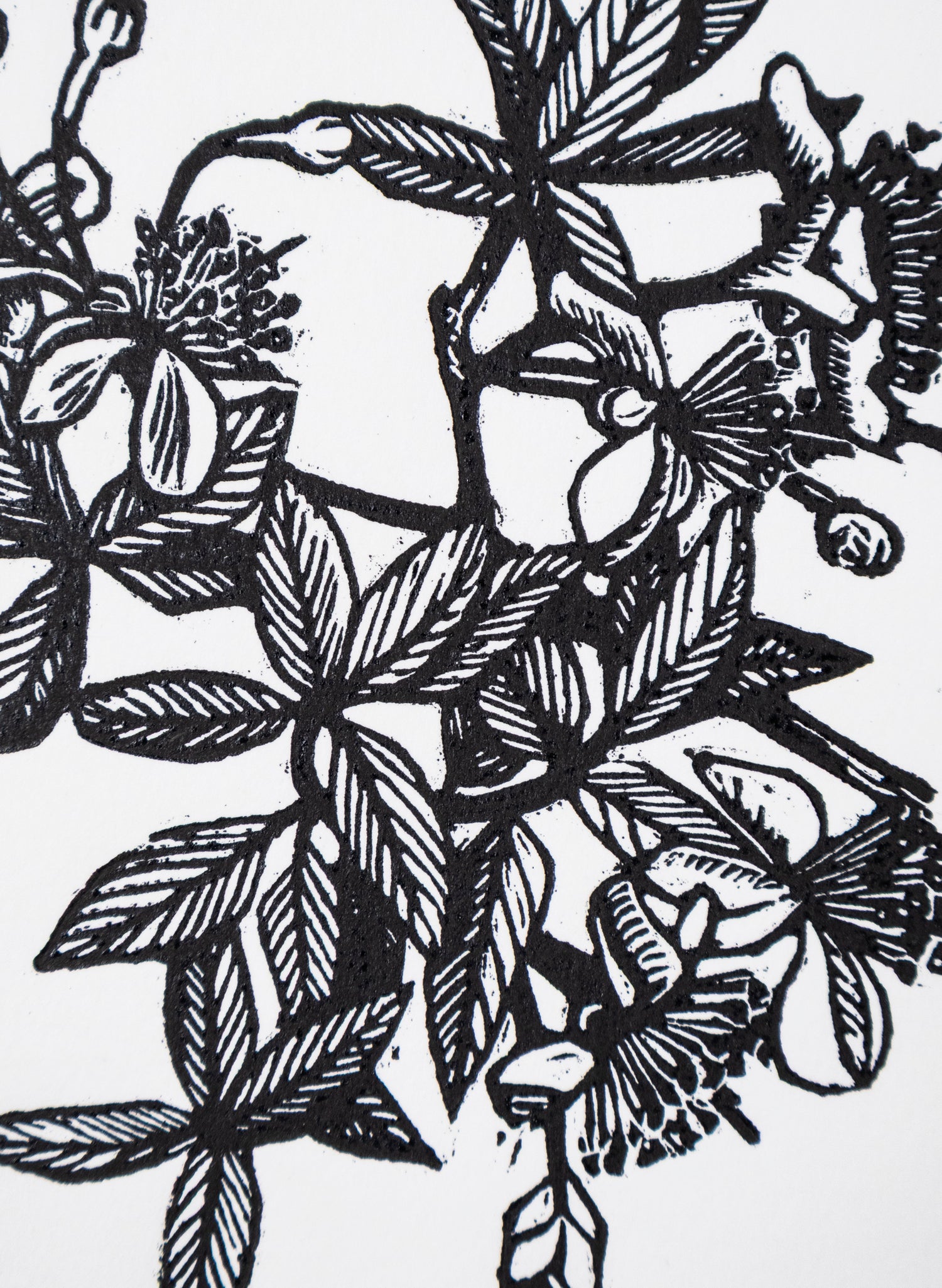 Feijoa -  Wood Cut Print