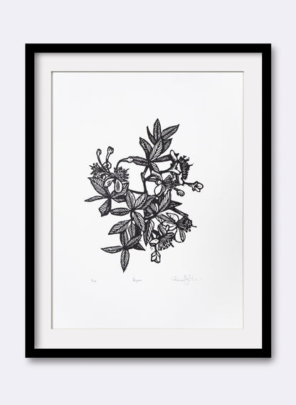 Feijoa -  Wood Cut Print