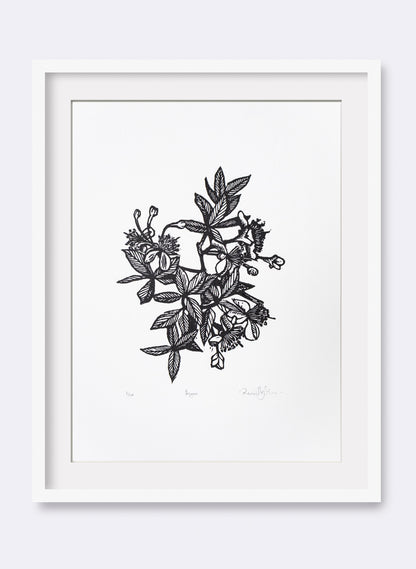 Feijoa -  Wood Cut Print