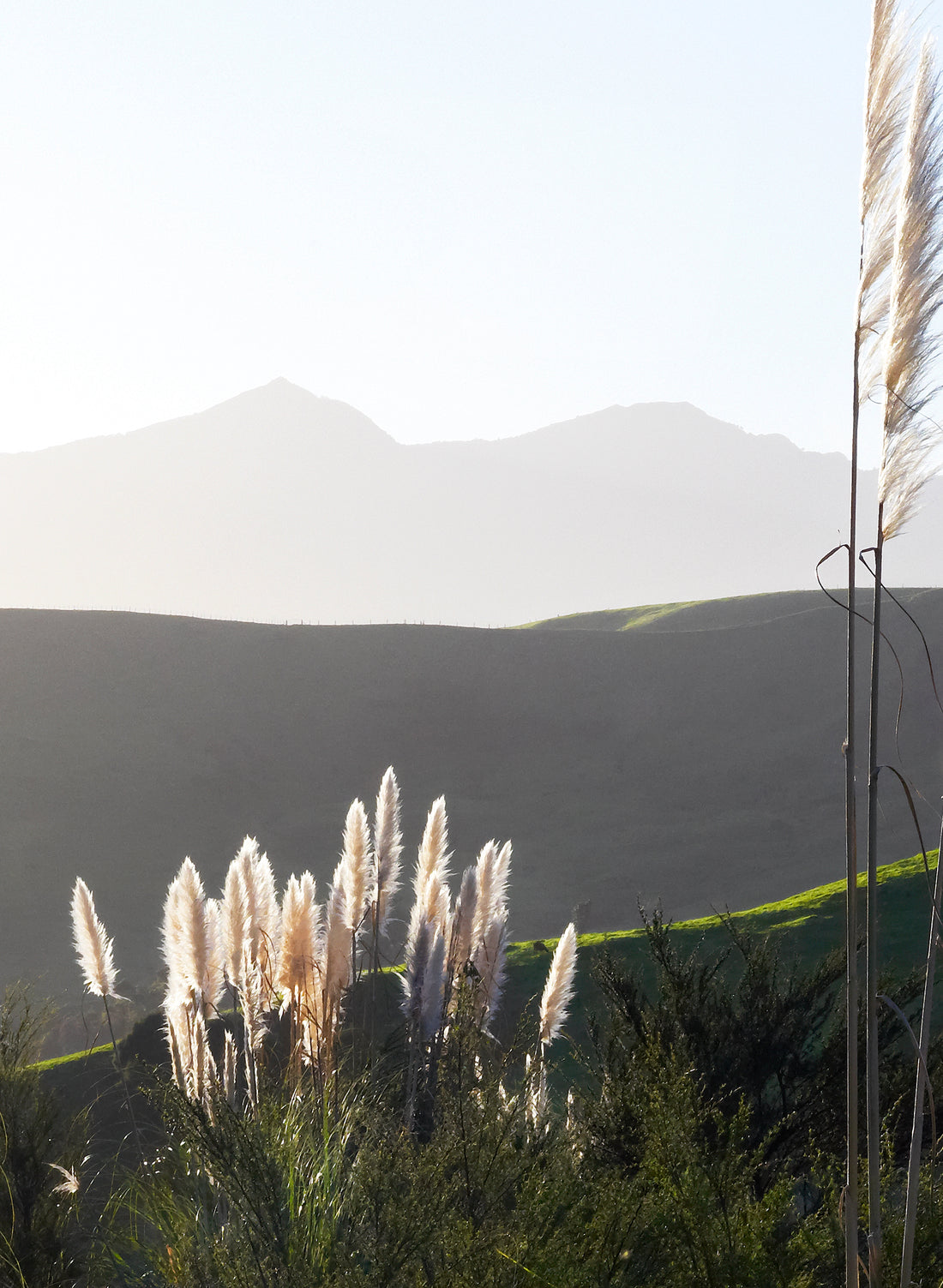 The Road To Pirongia - Photographic Print