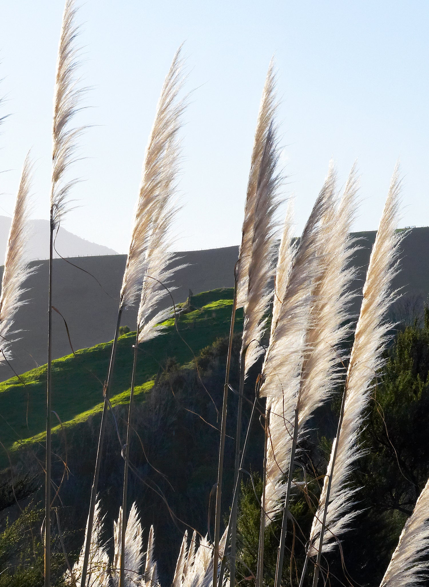 The Road To Pirongia - Photographic Print