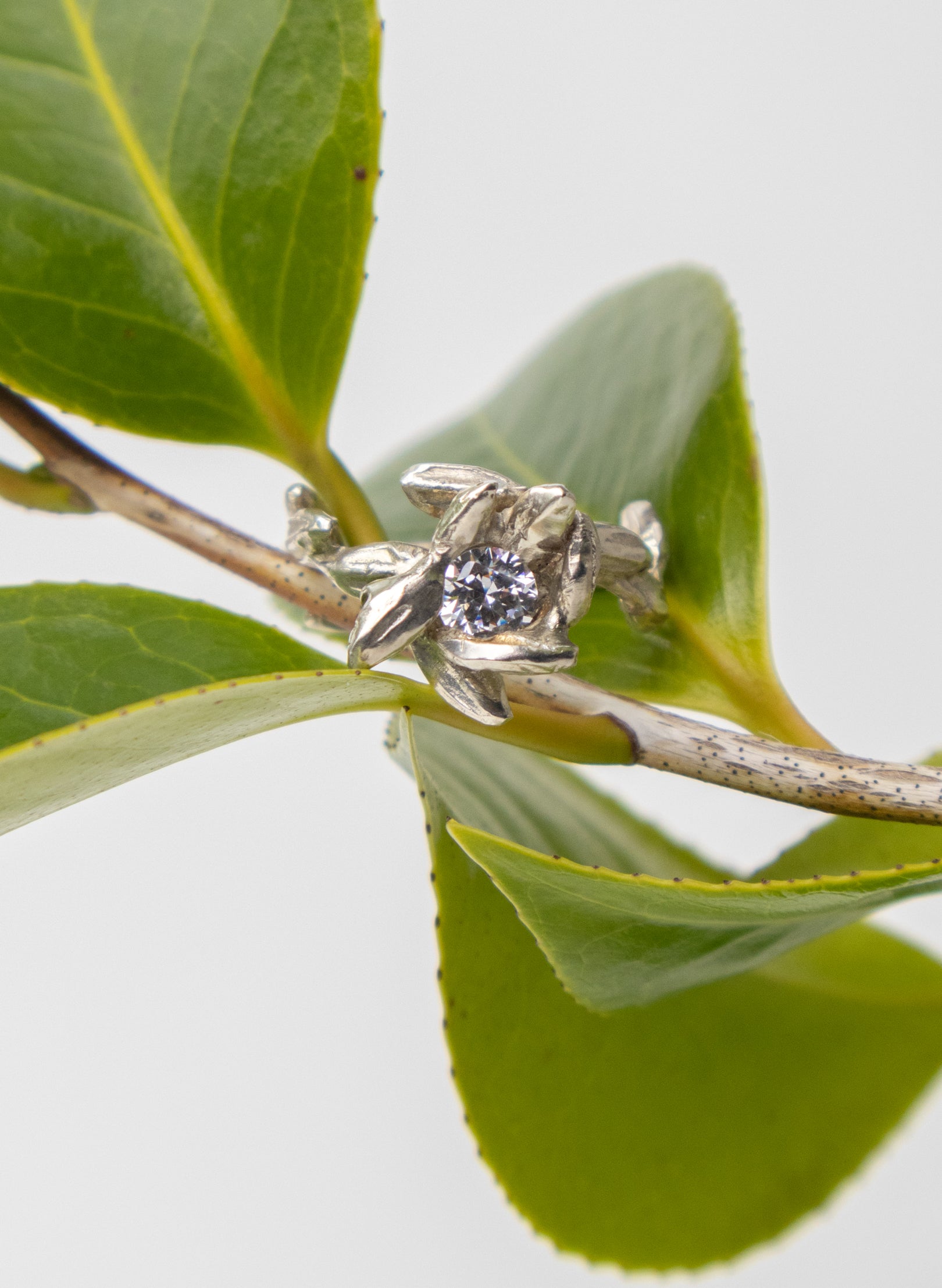 Rice Plant Ring