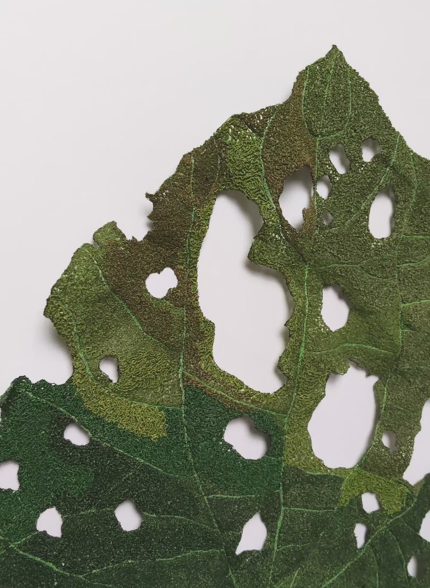 Giant Kawakawa Leaf  - 3D Embroidery