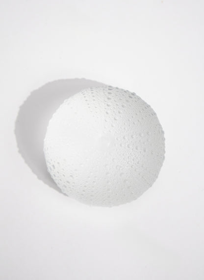 XXLarge Sea Urchin - Clear