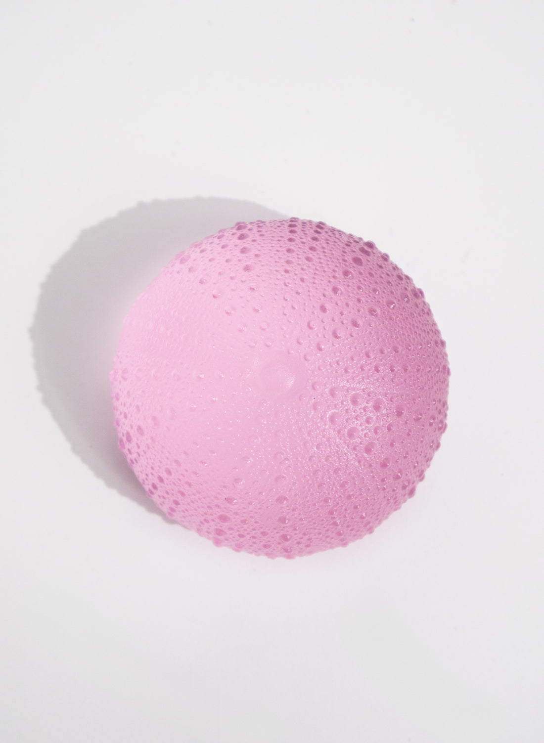 XXLarge Sea Urchin - Pink