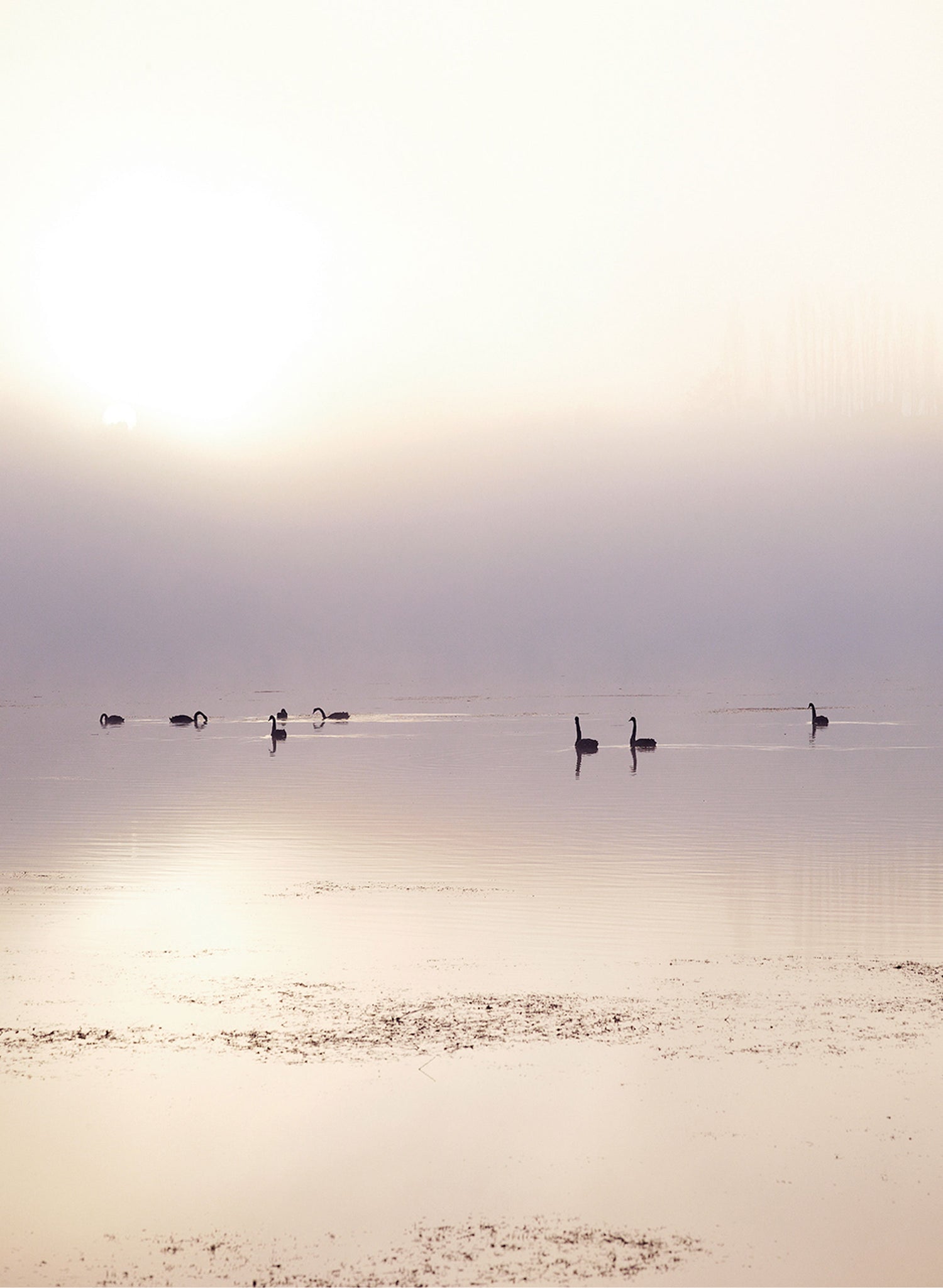 Swan Lake - Photographic Print