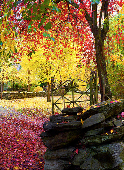 Autumn Symphony - Photographic Print