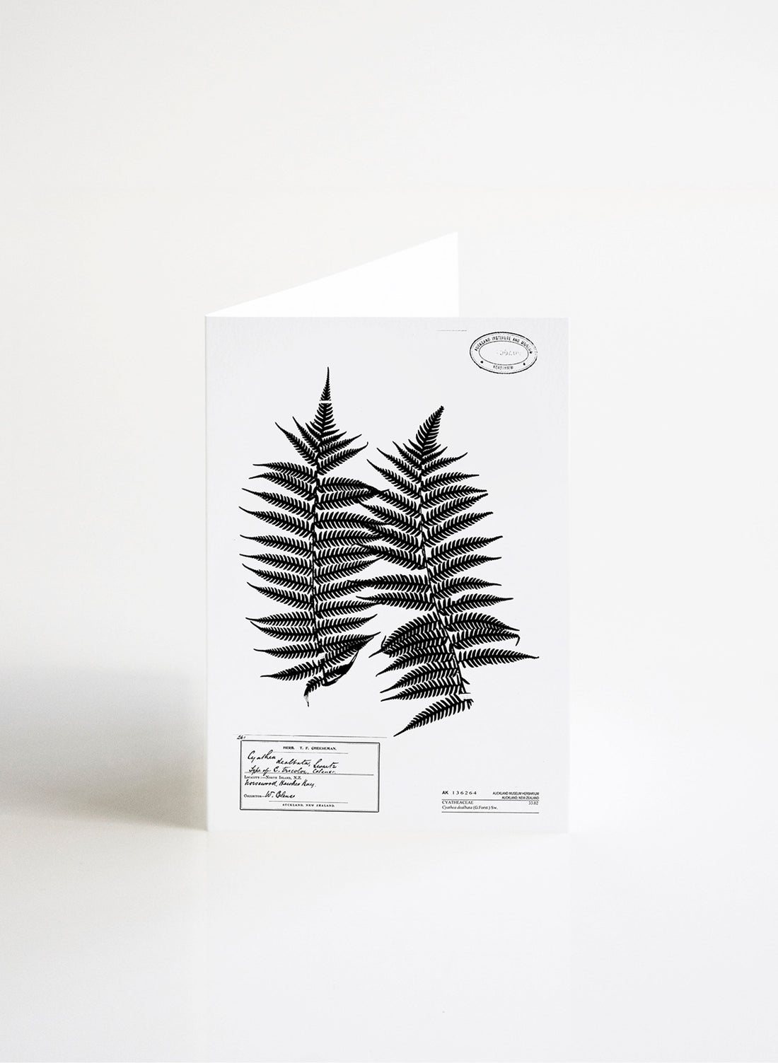 Silver Fern